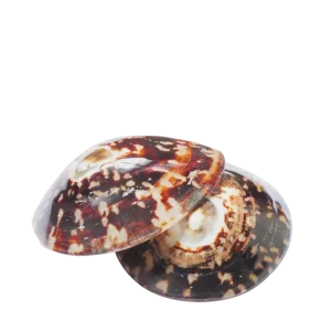 Coquillages d'allaitement apaisant - Hinamoon